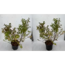 Aukštoji šilauogė - Vaccinium corymbosum  SUNSHINE BLUE