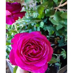 Rožė - Rosa HEIDI KLUM ®