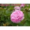 Rosa CHAPEAU DE NAPOLEON