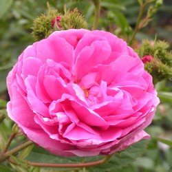 Rožė - Rosa CHAPEAU DE NAPOLEON