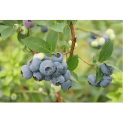 Šilauogė (vid. vėlyvumo) - Vaccinium angustifolium PUTTE