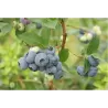 Šilauogė (vid. vėlyvumo) - Vaccinium angustifolium PUTTE