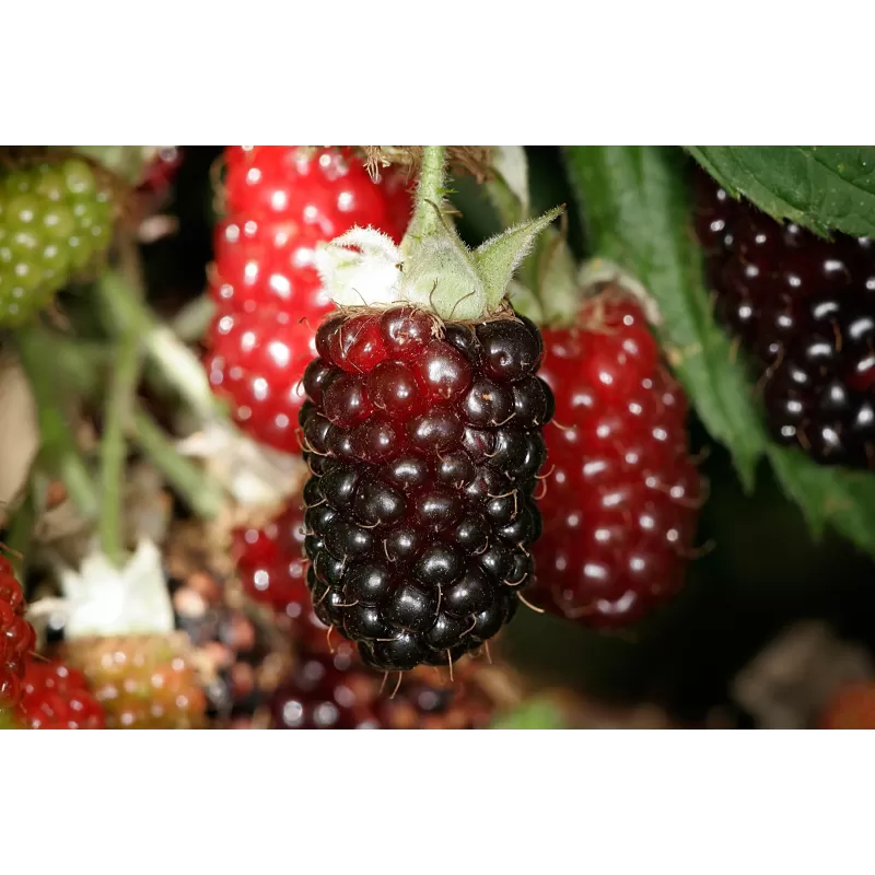 Avietės hibridas (bedyglė) - Rubus Thornless BOYSENBERRY