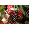 Raspberry hybrid - Rubus Thornless BOYSENBERRY