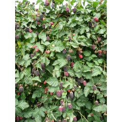 Raspberry hybrid - Rubus Thornless BOYSENBERRY