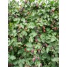 Avietės hibridas (bedyglė) - Rubus Thornless BOYSENBERRY