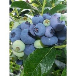 Aukštoji šilauogė (vid. vėlyvumo) - Vaccinium corymbosum TORO