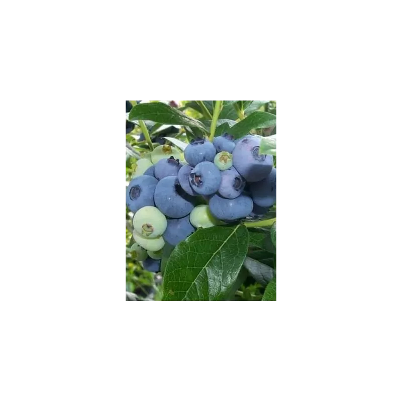 Aukštoji šilauogė (vid. vėlyvumo) - Vaccinium corymbosum TORO Aukštoji šilauogė (vid. vėlyvumo) - Vaccinium corymbosum TORO