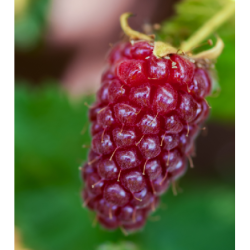 Raspberry - Rubus TAYBERRY®
 Container-P9 C0.5