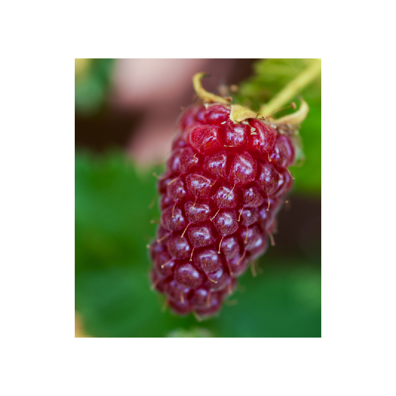 Avietės - gervuogės hibridas - Rubus TAYBERRY