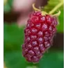 Avietės - gervuogės hibridas - Rubus TAYBERRY
