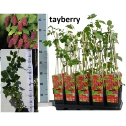 Avietės - gervuogės hibridas - Rubus TAYBERRY