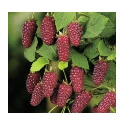 Raspberry - Rubus TAYBERRY®