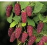 Avietės - gervuogės hibridas - Rubus TAYBERRY