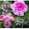 Rožė - Rosa COMTE DE CHAMBORD ®