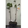 Azijinis juodmedis - Diospyros kaki CHOCOLATINA