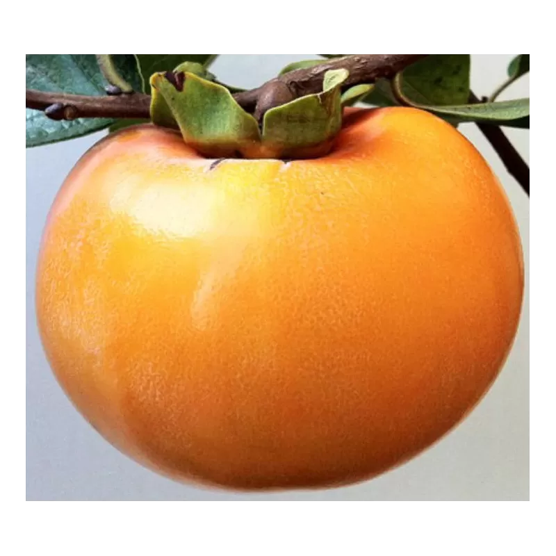 Rytinis (japoninis) juodmedis (persimonas) - Diospyros kaki MELA
