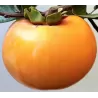 Rytinis (japoninis) juodmedis (persimonas) - Diospyros kaki MELA