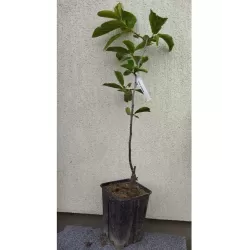 Rytinis (japoninis) juodmedis (persimonas) - Diospyros kaki MELA