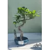 Bonsai ficus microcarpa