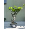 Bonsai ficus microcarpa