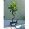 Bonsai ficus microcarpa