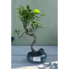 Bonsai ficus microcarpa