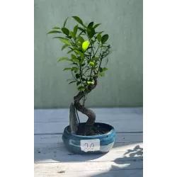 Bonsai ficus microcarpa