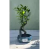 Bonsai ficus microcarpa