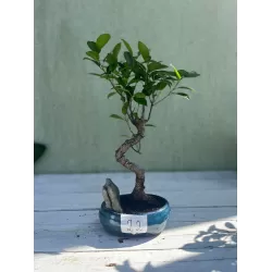 Bonsai ficus microcarpa