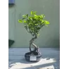 Bonsai ficus microcarpa
