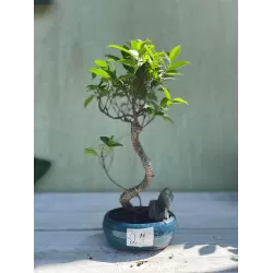 Bonsai ficus microcarpa