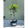 Bonsai ficus microcarpa