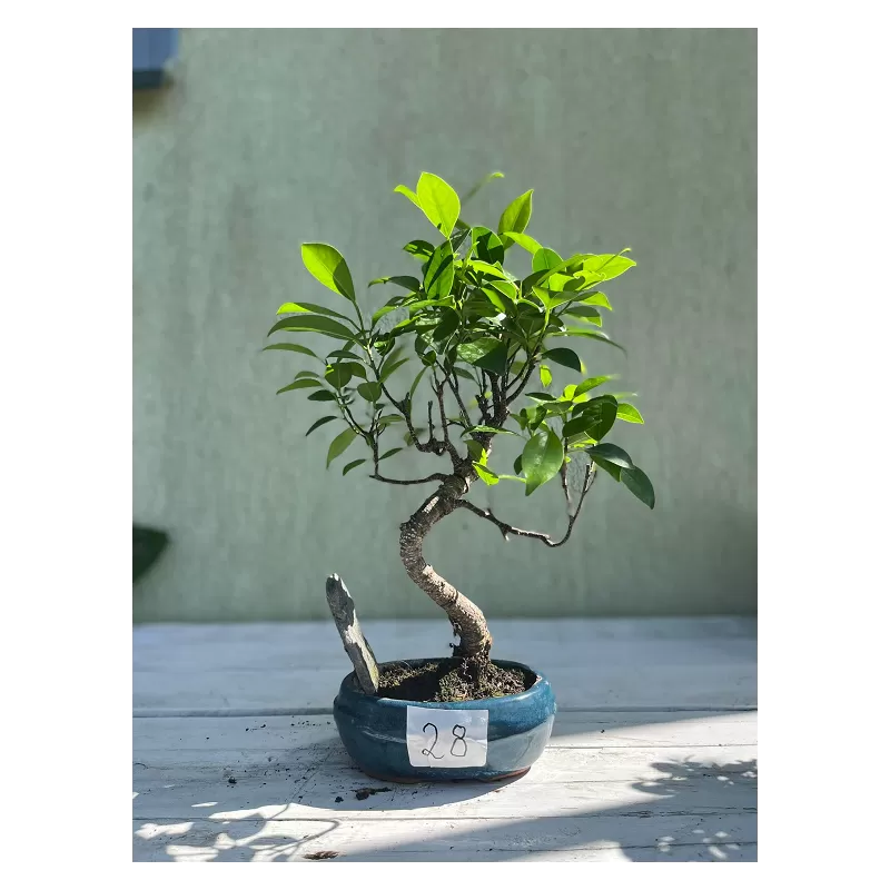 Bonsai ficus microcarpa