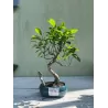 Bonsai ficus microcarpa