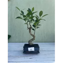 Bonsai medeliai internetu iš medelyno į jūsų namus Lietuvoje
