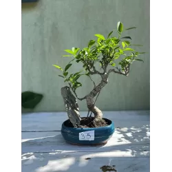 Bonsai ficus microcarpa