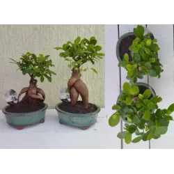 bonsai internetu