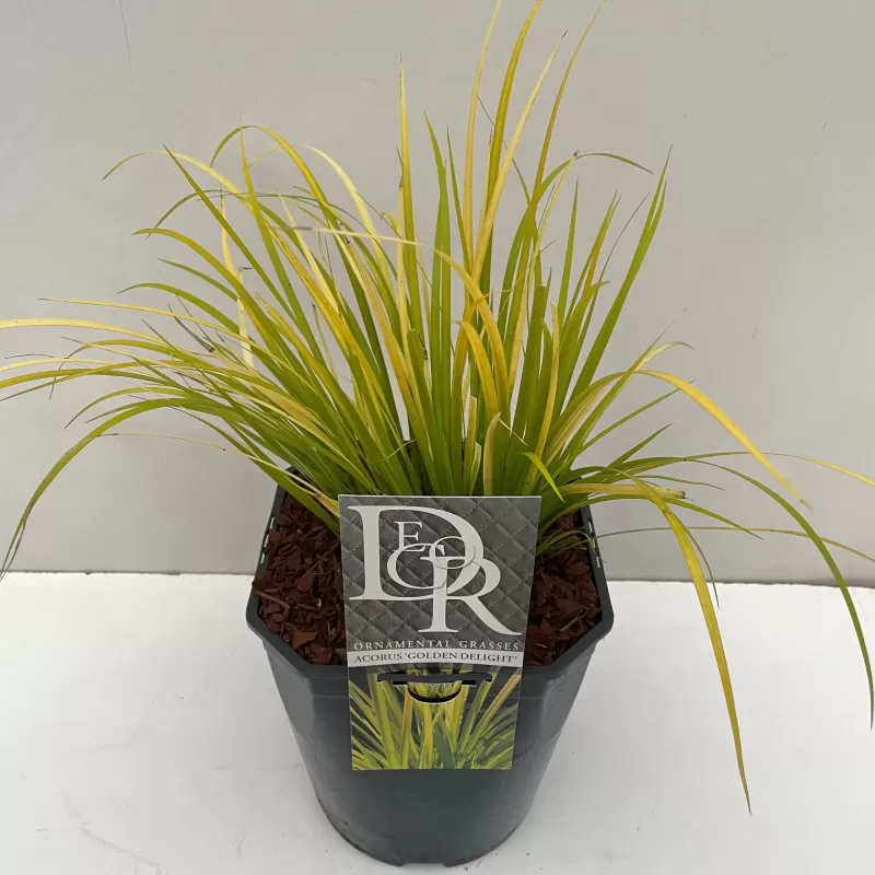 Balinis ajeras - Acorus gramineus GOLDEN DELIGHT