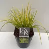 Balinis ajeras - Acorus gramineus, acorus calamus