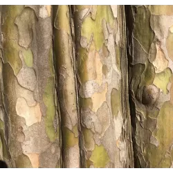Kininis garlis - Pseudocydonia sinensis