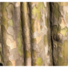 Kininis garlis - Pseudocydonia sinensis