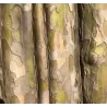 Kininis garlis - Pseudocydonia sinensis