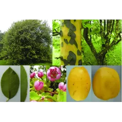 Kininis garlis - Pseudocydonia sinensis