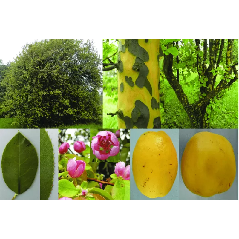 Kininis garlis - Pseudocydonia sinensis