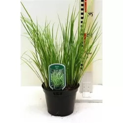 Balinis ajeras - Acorus gramineus, acorus calamus