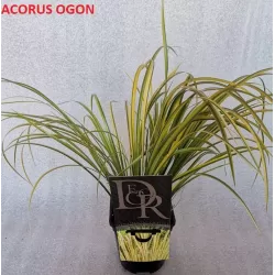 Balinis ajeras - Acorus gramineus, acorus calamus