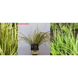 Balinis ajeras - Acorus gramineus, acorus calamus