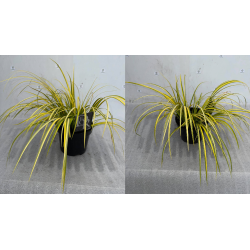 Balinis ajeras - Acorus gramineus OGON