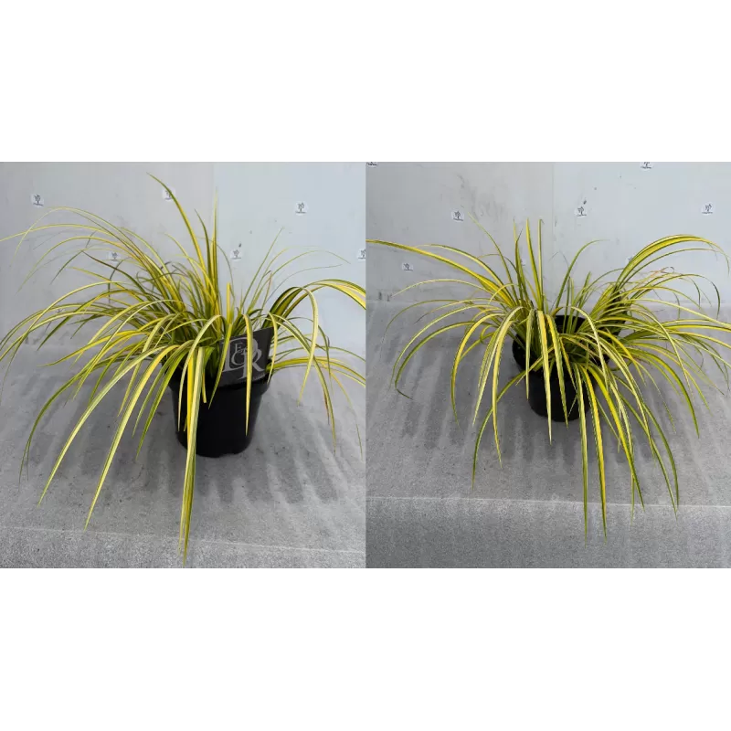 Balinis ajeras - Acorus gramineus OGON